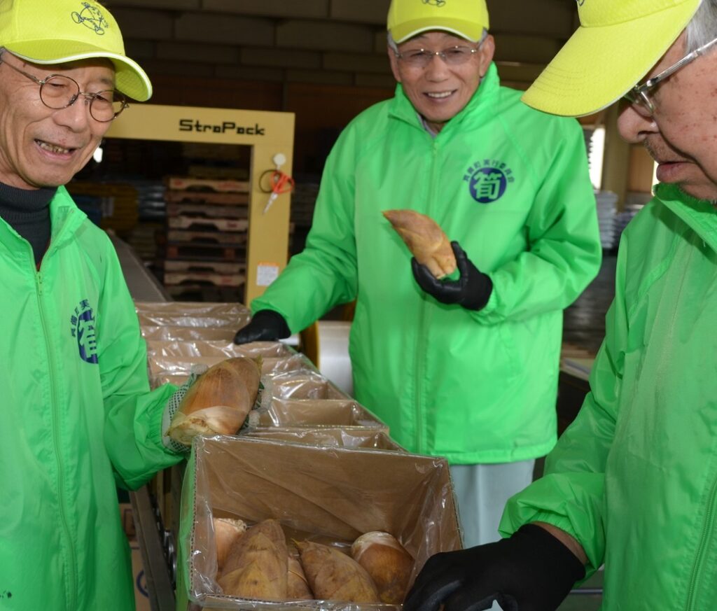 旬の味覚タケノコ出荷最盛／真備筍生産組合